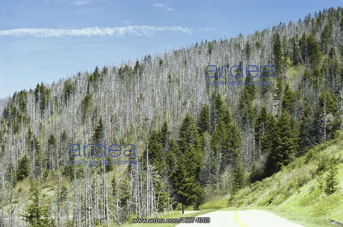 : Forest Damaged by Acid Rain : Forest Damaged by Acid Rain