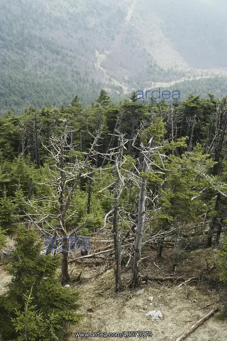 : Forest Decimated by Acid Rain : Forest Decimated by Acid Rain