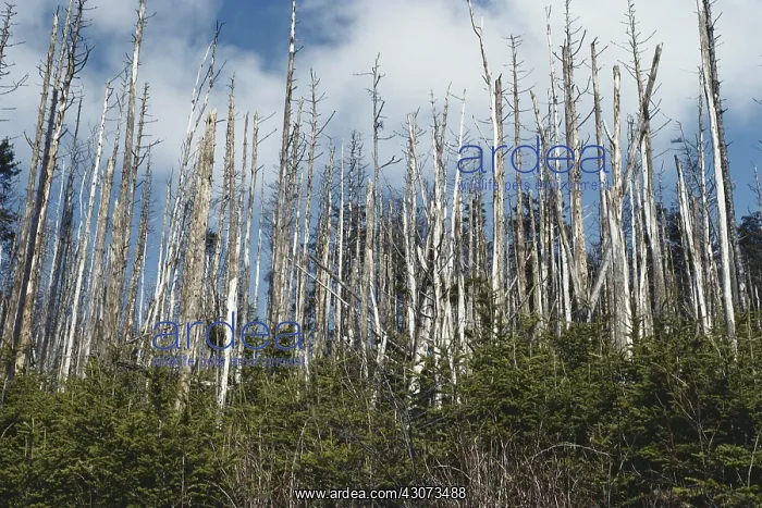 : Forest Decimated by Acid Rain : Forest Decimated by Acid Rain