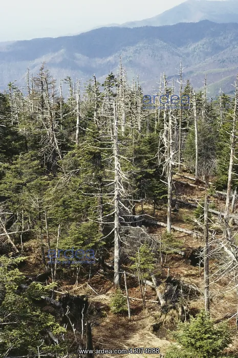 : Forest Decimated by Acid Rain : Forest Decimated by Acid Rain