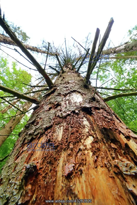 : Forest dieback due to bark beetles and drought : Forest dieback due to bark beetles and drought