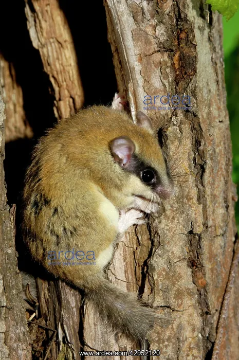 : Forest dormouse : Forest dormouse