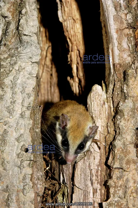 : Forest dormouse, adult : Forest dormouse, adult