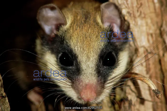 : Forest dormouse, adult : Forest dormouse, adult