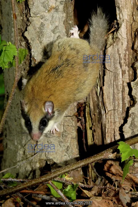 : Forest dormouse, adult : Forest dormouse, adult
