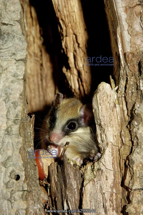 : Forest dormouse, adult : Forest dormouse, adult