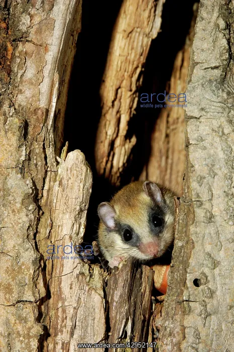 : Forest dormouse, adult : Forest dormouse, adult
