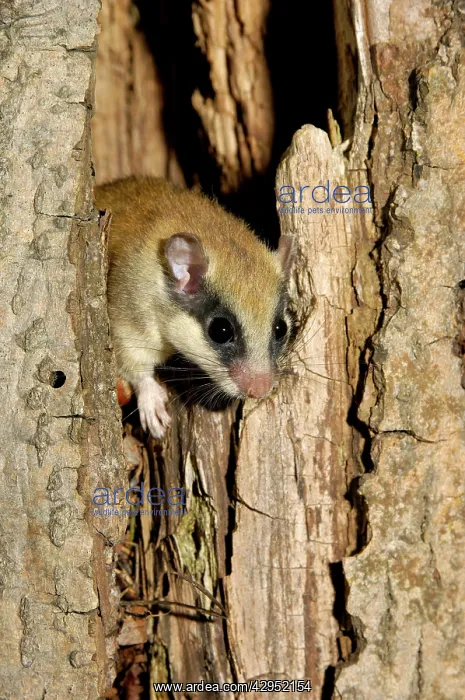 : Forest dormouse, adult : Forest dormouse, adult
