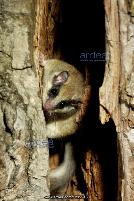 : Forest dormouse, adult : Forest dormouse, adult