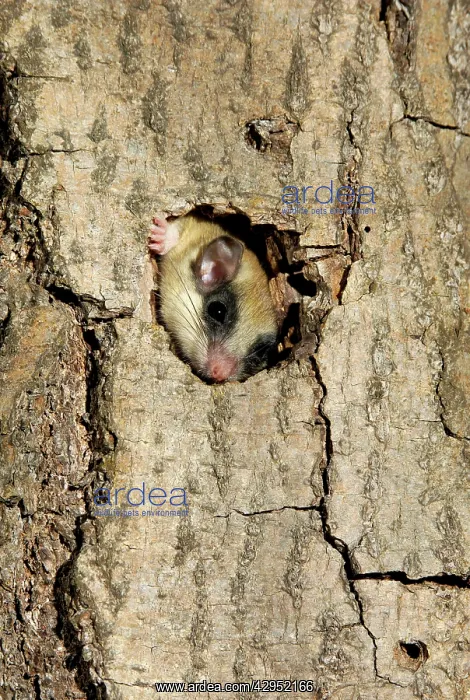 : Forest dormouse, adult, climbs out of its shelter : Forest dormouse, adult, climbs out of its shelter