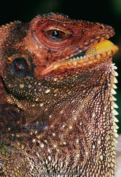 : Forest Dragon : Forest Dragon
