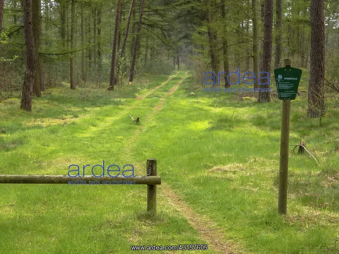  : Forest entrance