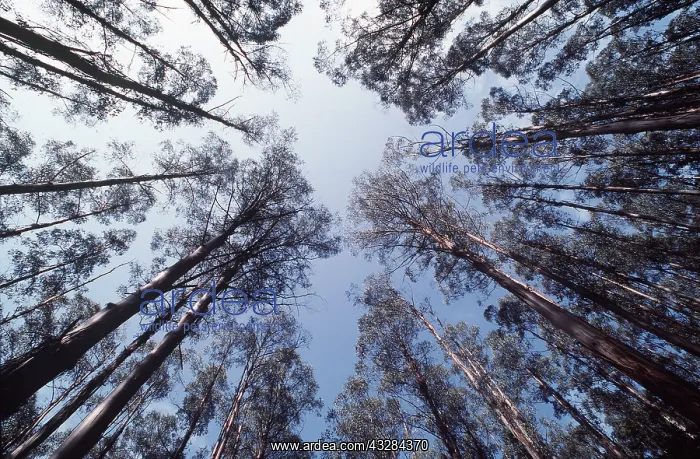 : FOREST - Eucalyptus mountain ash, viewed from below : FOREST - Eucalyptus mountain ash, viewed from below