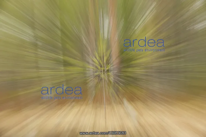 : Forest in Finland with dynamic zoom effect : Forest in Finland with dynamic zoom effect