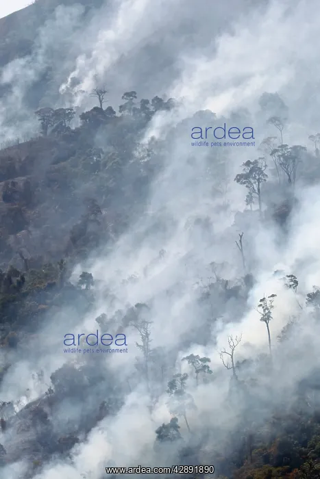 : Forest Fire : Forest Fire