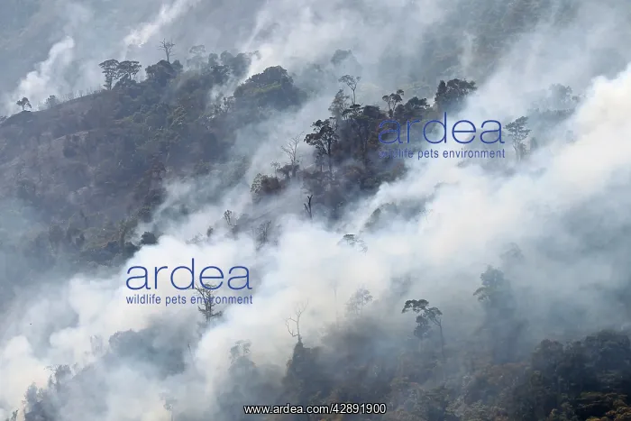 : Forest Fire : Forest Fire