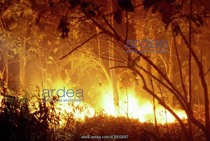 : Forest Fire : Forest Fire