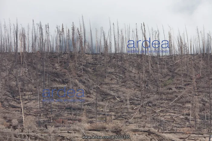 : Forest Fire : Forest Fire
