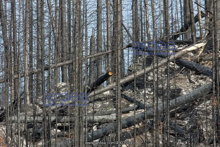 : Forest Fire : Forest Fire