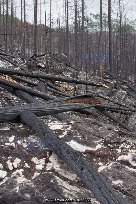 : Forest Fire : Forest Fire