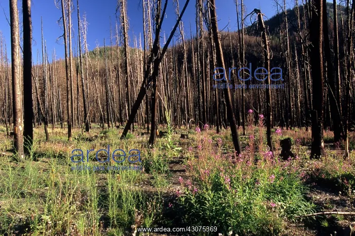 : Forest After Fire : Forest After Fire