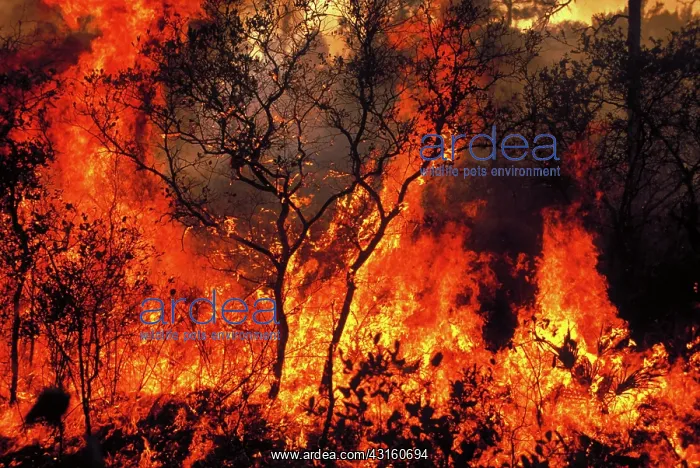 : Forest fire : Forest fire