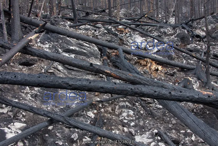 : Forest Fire : Forest Fire