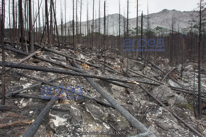 : Forest Fire : Forest Fire