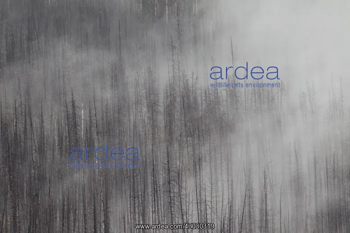  : Forest Fire burnt Pine Trees in fog