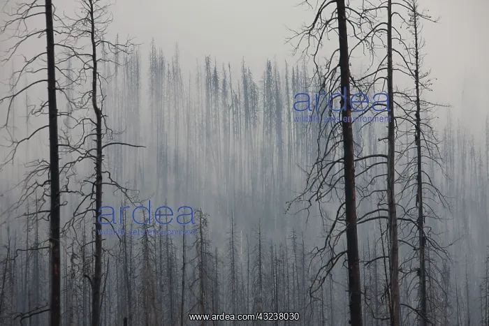  : Forest Fire burnt Pine Trees in fog