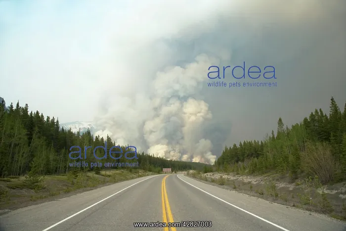 : Forest Fire - controlled burn June 2009 : Forest Fire - controlled burn June 2009