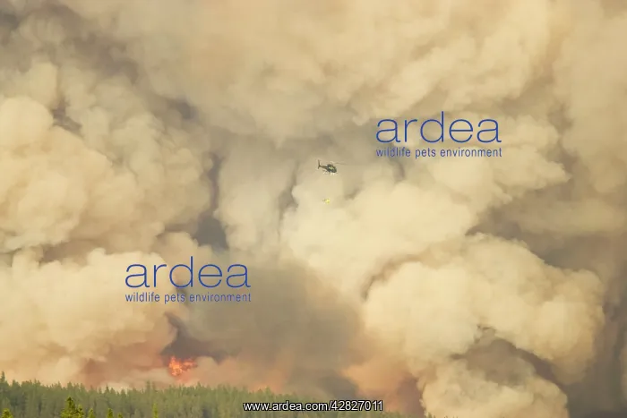 : Forest Fire - controlled burn June 2009 with fire : Forest Fire - controlled burn June 2009 with fire