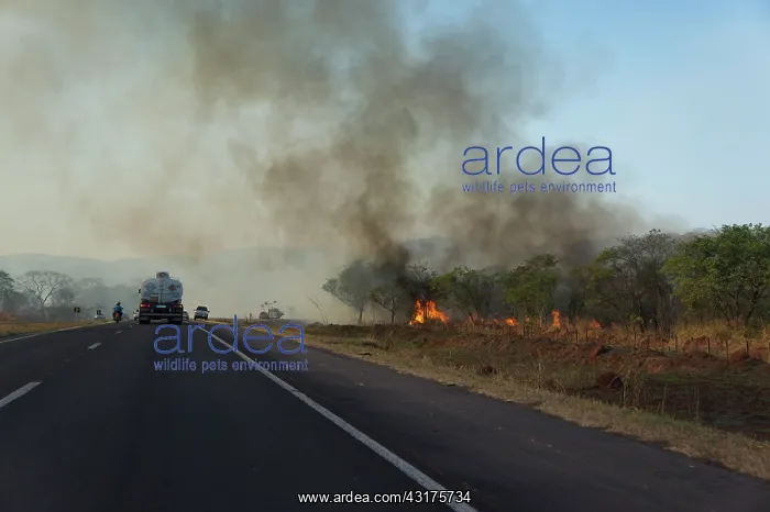 : Forest fire, Mato Grosso, Brazil, Brazil : Forest fire, Mato Grosso, Brazil, Brazil