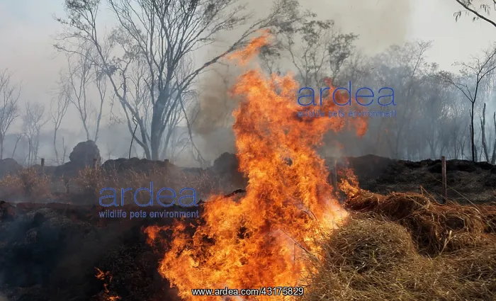 : Forest fire, Mato Grosso, Brazil, Brazil : Forest fire, Mato Grosso, Brazil, Brazil