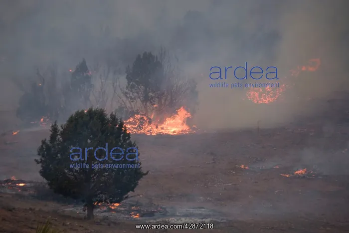 : Forest fire, in open scrub / woodland with pines : Forest fire, in open scrub / woodland with pines