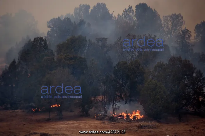 : Forest fire, in open scrub / woodland with pines : Forest fire, in open scrub / woodland with pines