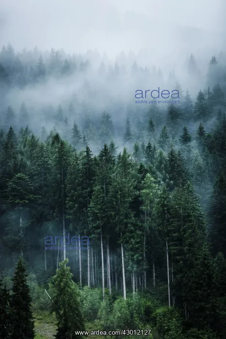 : Forest in fog in the morning Dolomites, Alps, Italy : Forest in fog in the morning Dolomites, Alps, Italy