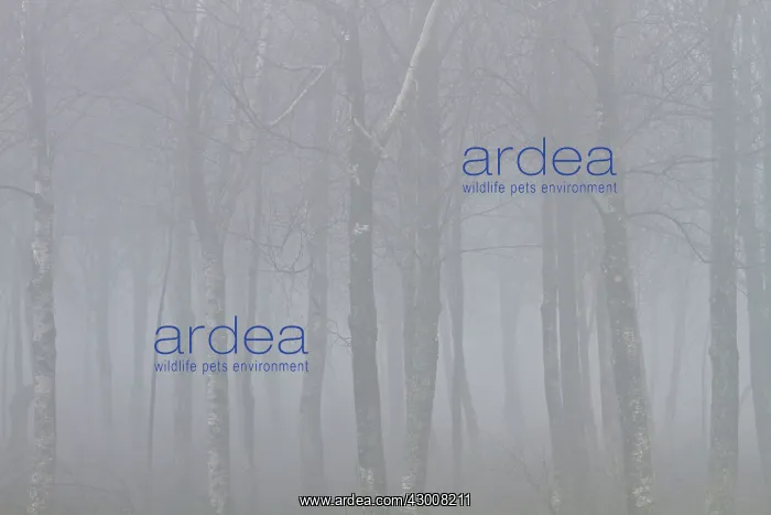  : Forest in fog Penama, Galicia, Spain