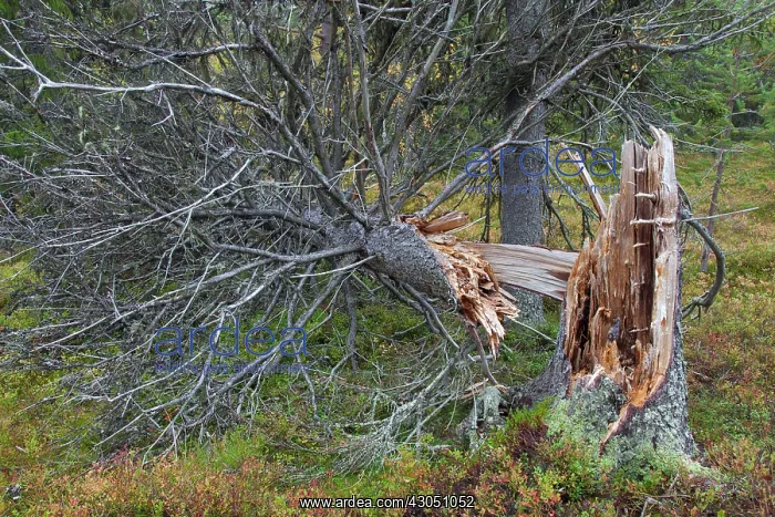  : Forest Fulufjaell Fallen Tree ancient forest Fulufjaell