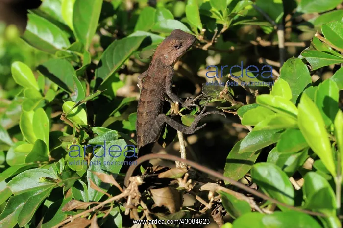 : Forest Garden Lizard : Forest Garden Lizard