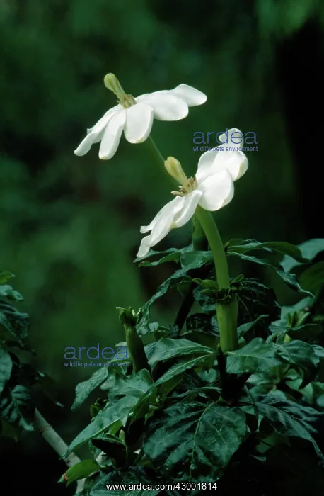 : Forest Gardenia : Forest Gardenia