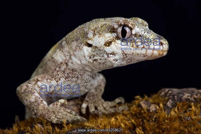  : The forest gecko (Mokopirirakau granulatus) is a