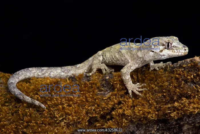 : The forest gecko (Mokopirirakau granulatus) is a : The forest gecko (Mokopirirakau granulatus) is a