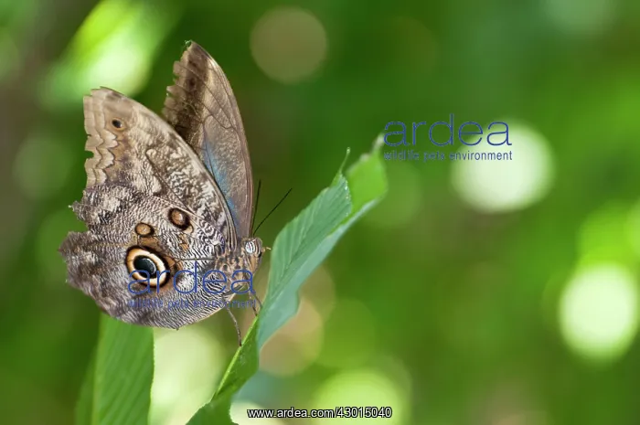  : Forest Giant Owl Moth on leaf