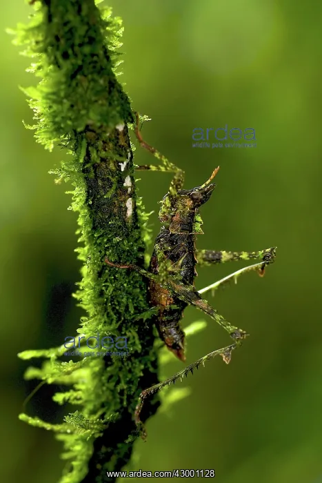: Forest Grasshopper - on a branch : Forest Grasshopper - on a branch