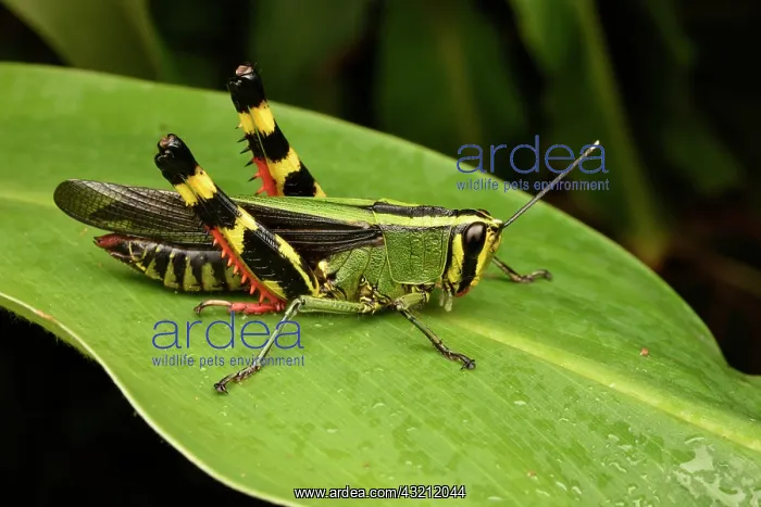 : Forest Grasshopper (Heteracris sp) on a leaf, Andasibe : Forest Grasshopper (Heteracris sp) on a leaf, Andasibe