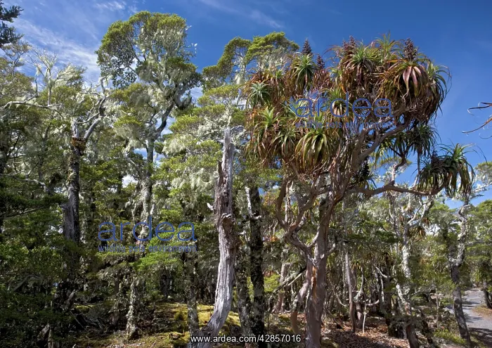 : Forest - High altitude elfin forest dominated : Forest - High altitude elfin forest dominated
