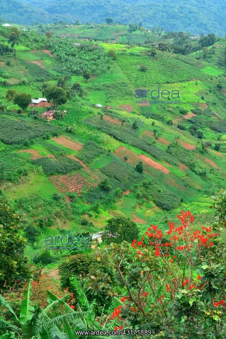 : The forest, home for 360 mountain gorillas, is surrounded : The forest, home for 360 mountain gorillas, is surrounded