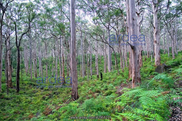  : Forest of karri trees, the third tallest tree species