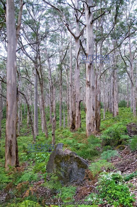 : Forest of karri trees, the third tallest tree species : Forest of karri trees, the third tallest tree species
